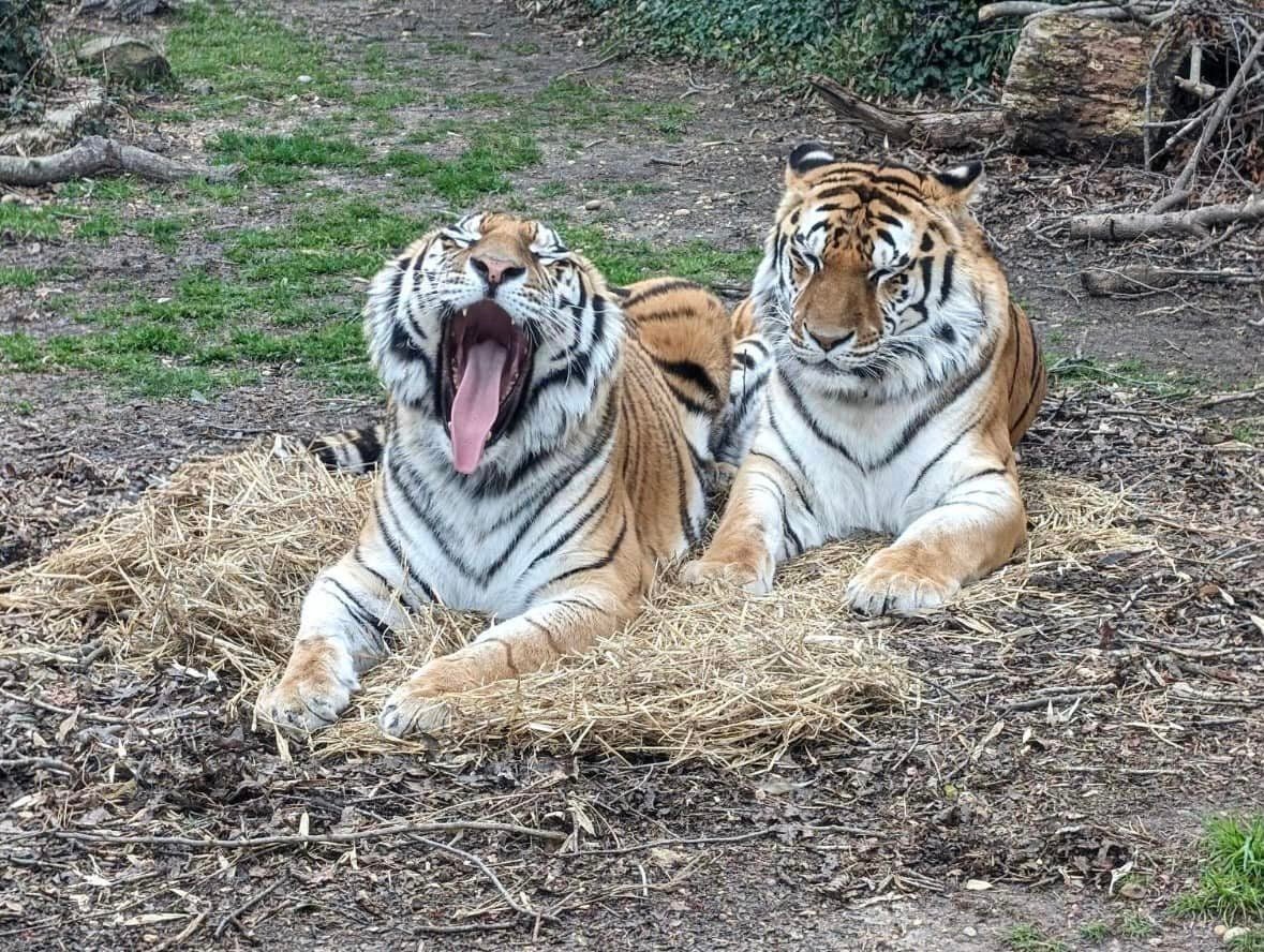 Millville woman charged after allegedly filmed climbing into enclosure at New Jersey zoo