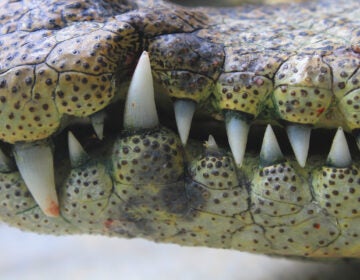 close up of the mouth and teeth a crocodile