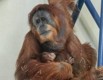 Jambi holds onto his mother