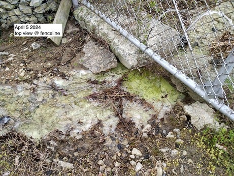 A yellowish-green puddle at Bartram's Gardens in Philadelphia