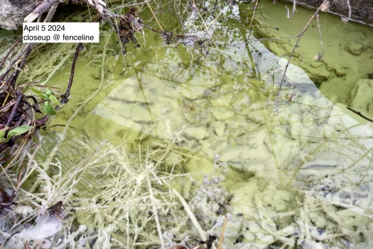 A yellowish-green puddle at Bartram's Gardens in Philadelphia