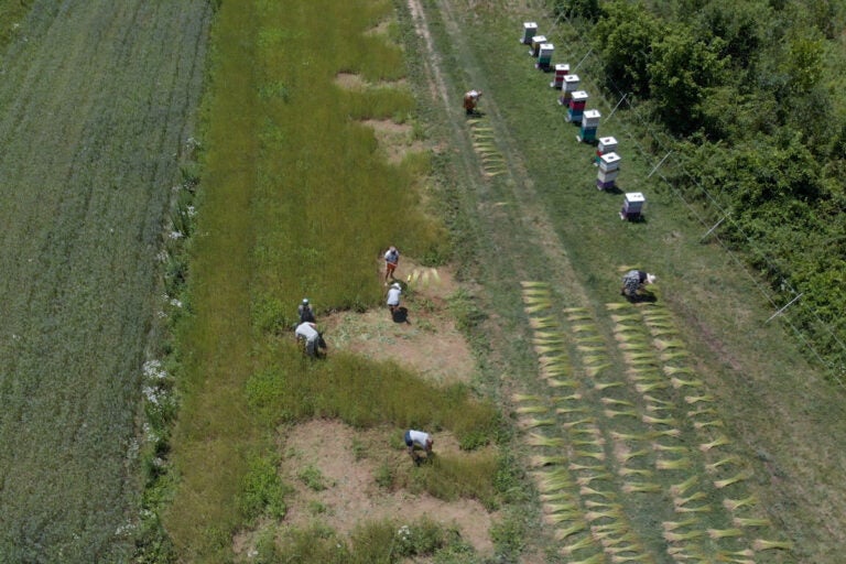 Harvesting flax