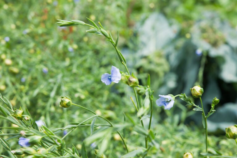 Close up photo of a flax plant