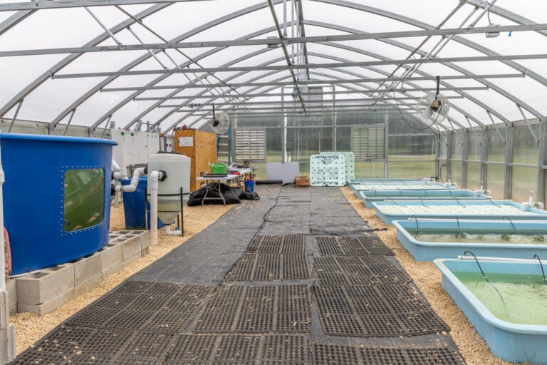 inside the greenhouse