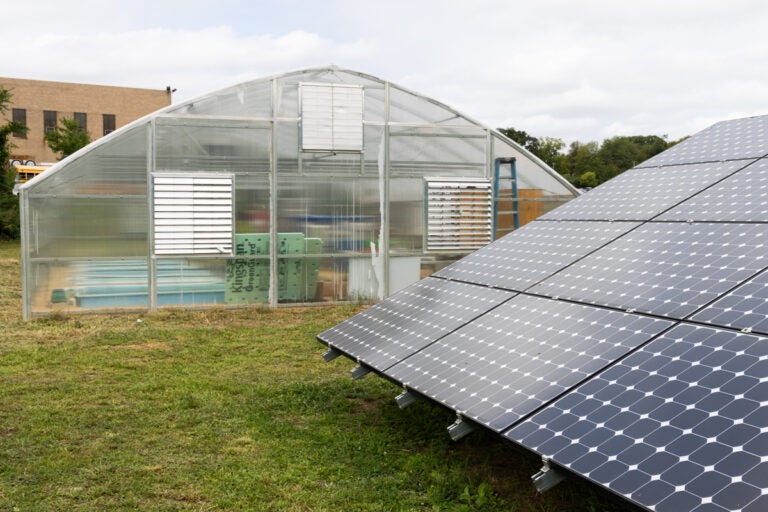 Culinary arts students at the ASPIRA Bilingual Cyber Charter school are farming tilapia inside their solar-powered greenhouse, creating fish fertilizer and growing lettuce. (Kimberly Paynter/WHYY)