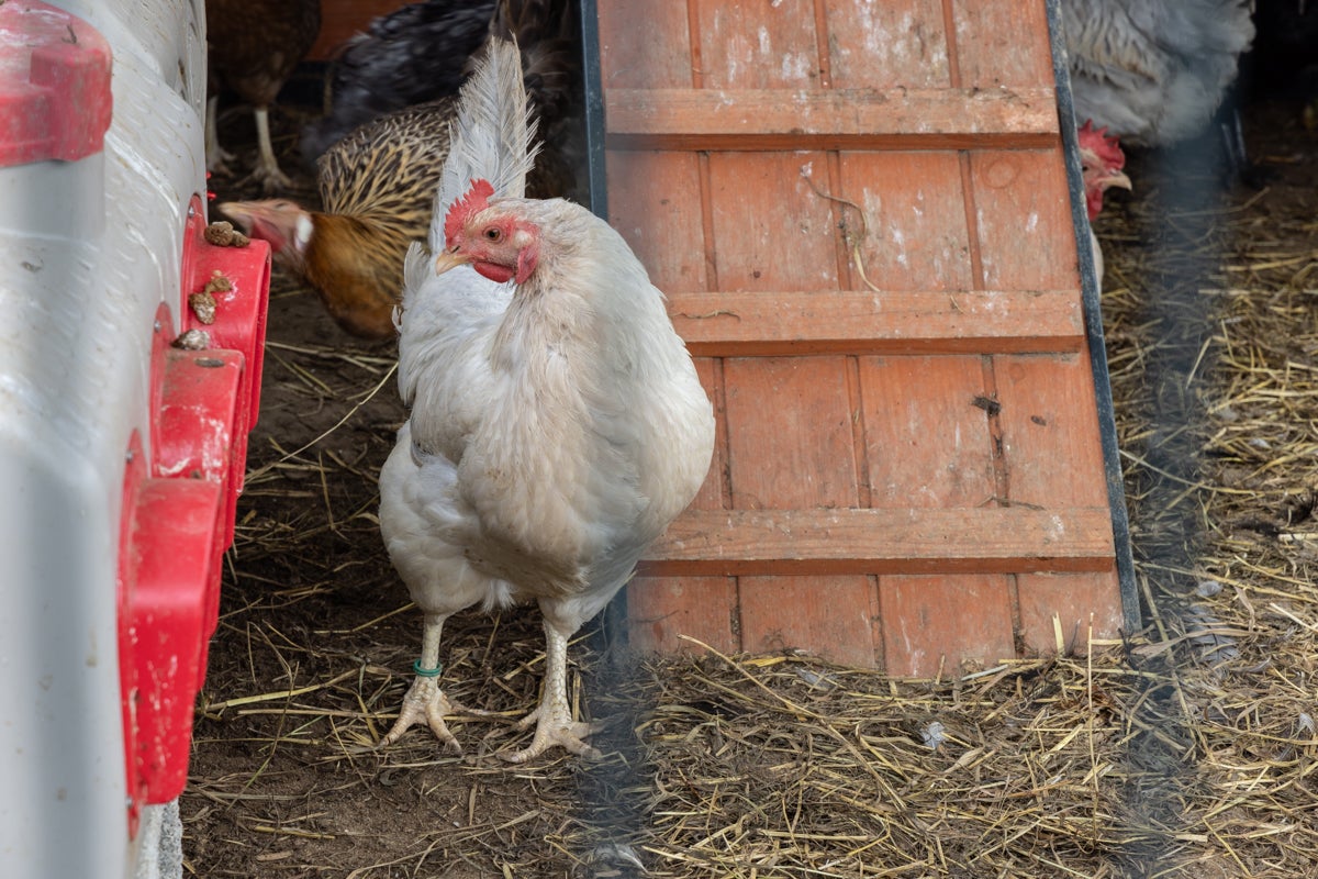 A chicken in a chicken coop