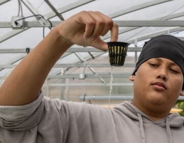 ASPIRA Bilingual Cyber Charter school junior, Jostyn Polanco, shows off the root of a black simpson lettuce planted only a week before, at the school’s hydroponic greenhouse on September 6, 2024. (Kimberly Paynter/WHYY)