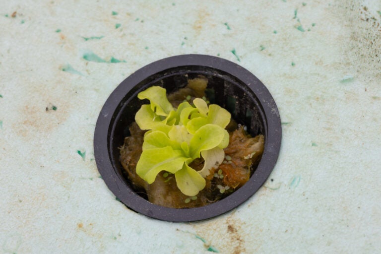 lettuce growing