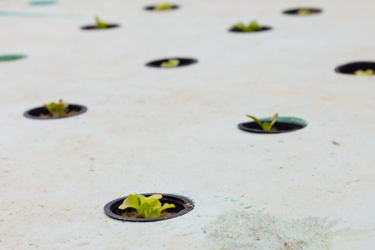 lettuce growing