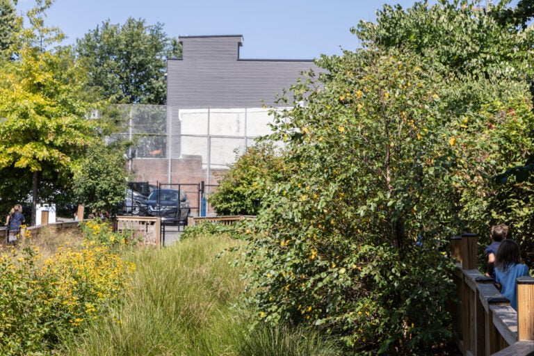 trees and plant growth