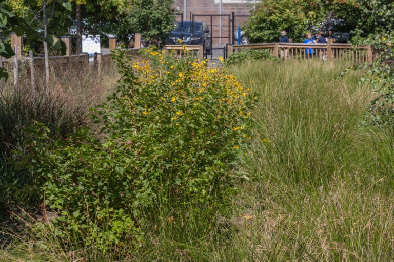 wildife growth in the rain garden