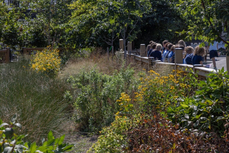 Native plants in the rain garden