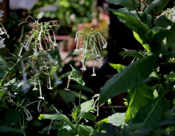 Tobacco plants blooming