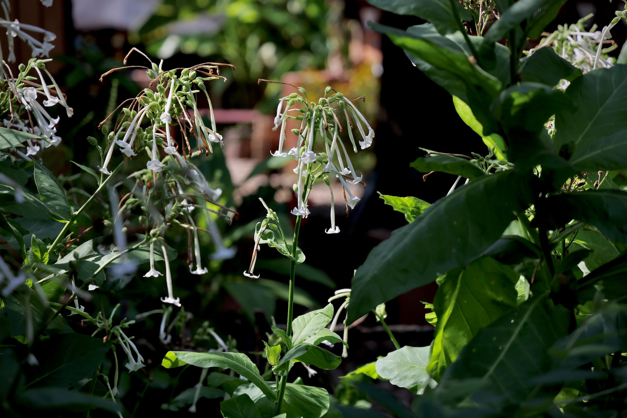 kensington tobacco Philadelphia garden mixes up alcoholado cures