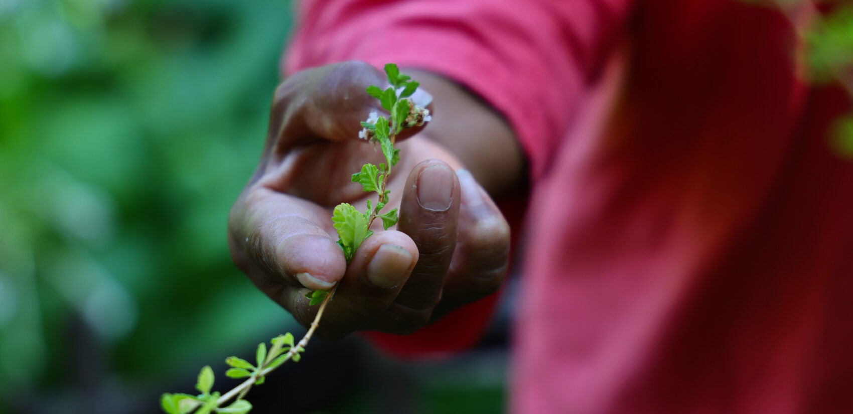 Iris Brown holds a sprig of lemon balm