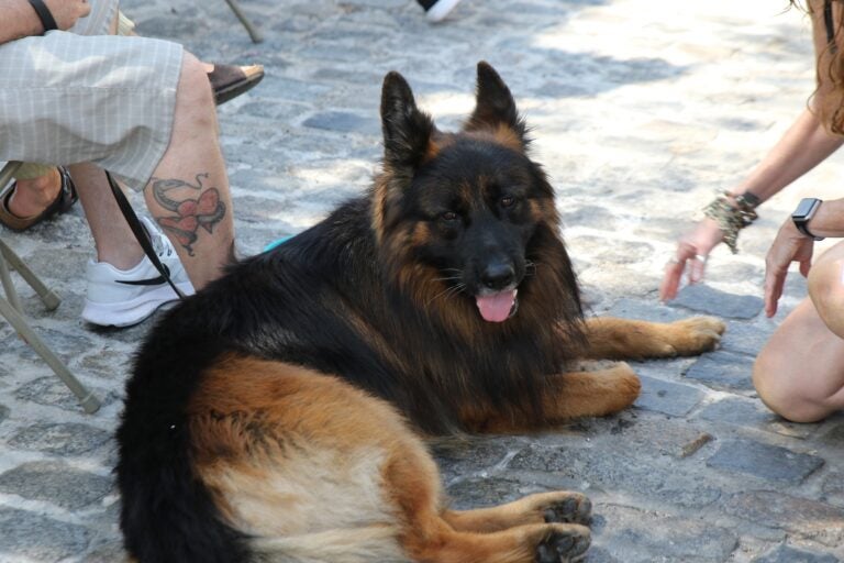 The neighborhood's fluffy residents also took in the sights and sounds of Chestnut Hill during its 40th Fall For The Arts Festival on Sunday. (Cory Sharber/WHYY)