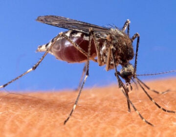 Close up of a mosquito on someone's skin