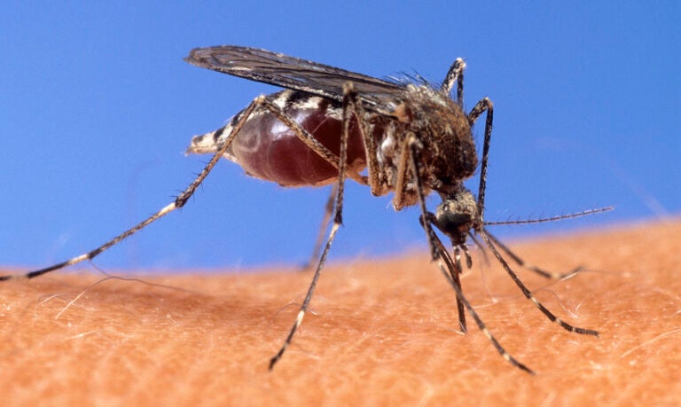 Close up of a mosquito on someone's skin