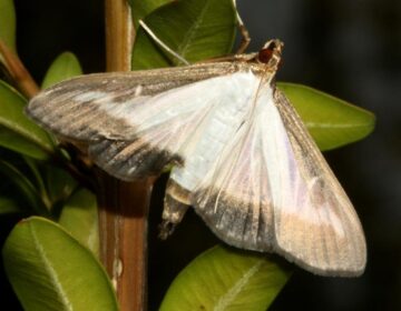 An adult box tree moth