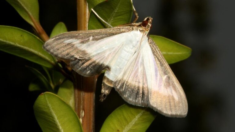 An adult box tree moth