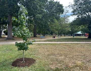 A young tree planted in Malcolm X Park