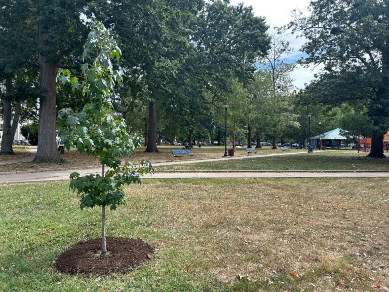 A young tree planted in Malcolm X Park