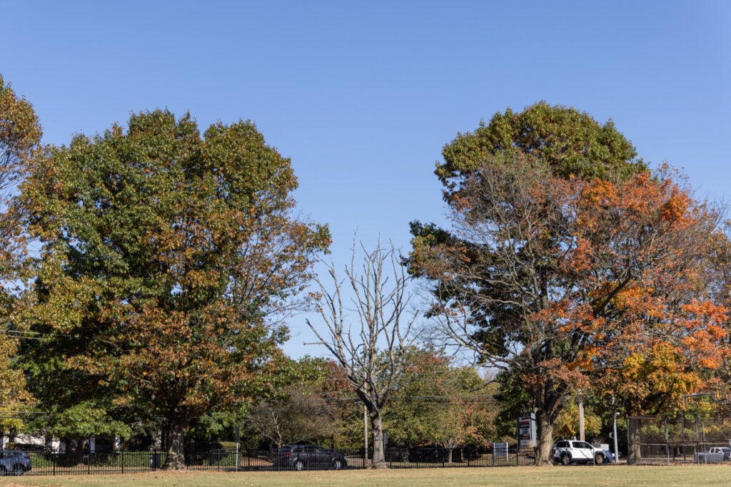 multiple trees along a fenceline