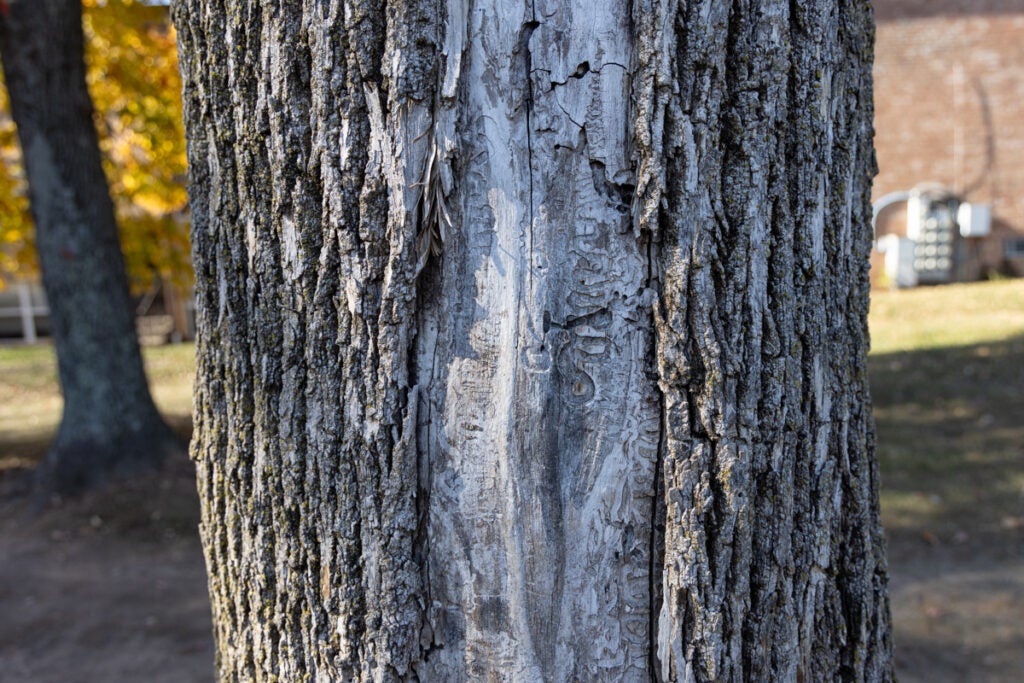 bark of a tree