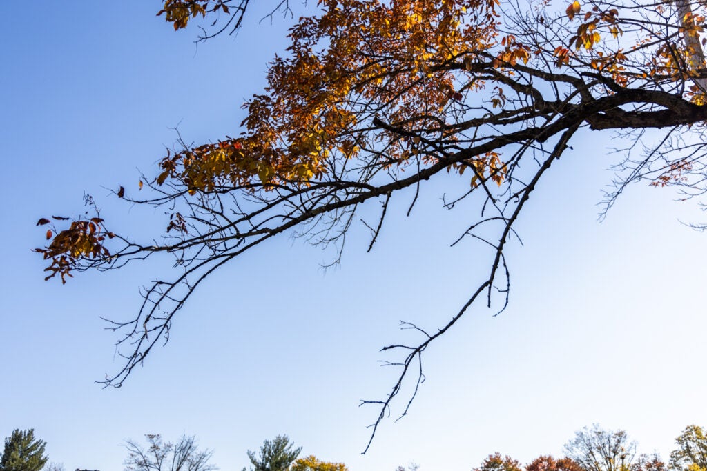 looking up at a tree