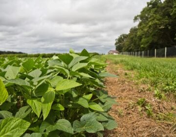 a row of soybean plants