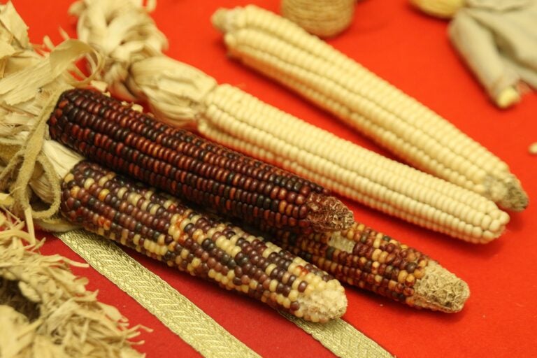 maize on a table