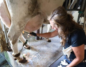 A woman milks a dairy cow