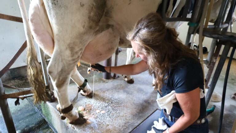 A woman milks a dairy cow