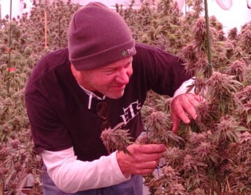 Man tends to marijuana plants