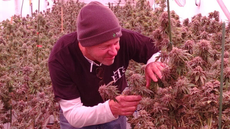 Man tends to marijuana plants