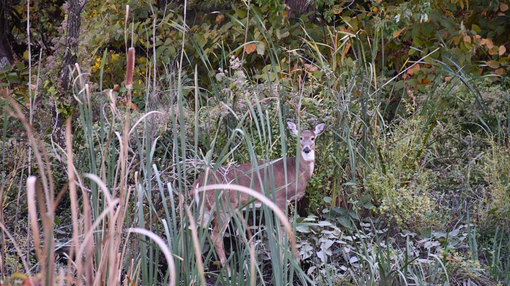 A deer in foliage