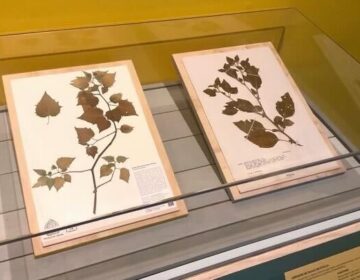 prints of leaves on display