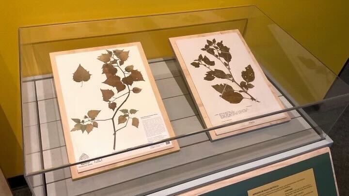 prints of leaves on display