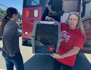 two staff members takes cats in cages off the bus