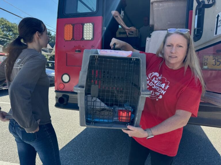 two staff members takes cats in cages off the bus