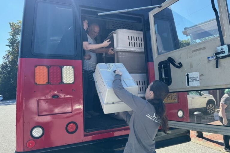 a staff member takes cats in cages off the bus