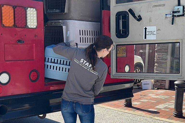 a staff member takes cats in cages off the bus