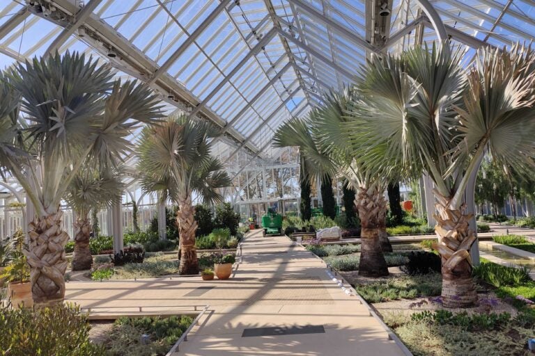 Bismarck palm trees inside the gardens