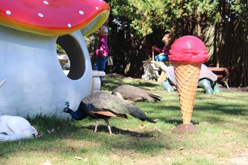 Three peacocks roam the grounds at the VAMPA Museum