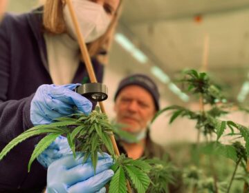 Workers tend to crops at one of the Farm's two indoor growing sites. (Courtesy of The Farm)