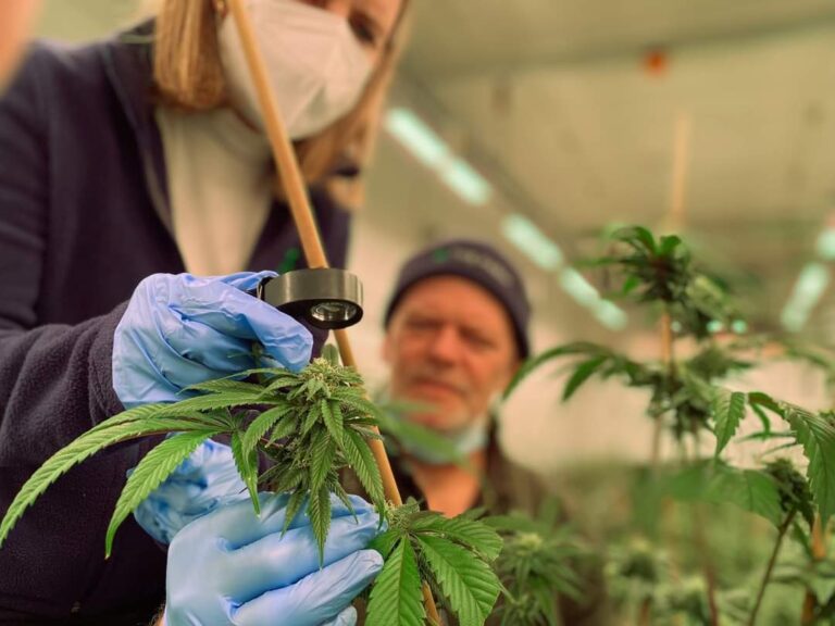 Workers tend to crops at one of the Farm's two indoor growing sites