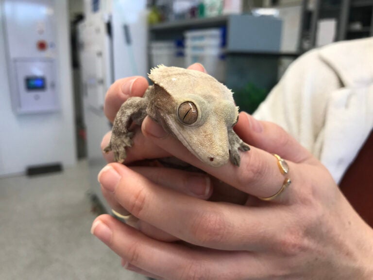 Tokay geckos are studied for their ability to stick to surfaces at Villanova University's Stark Lab. (Maiken Scott/WHYY)