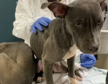 dogs being examined by a vet