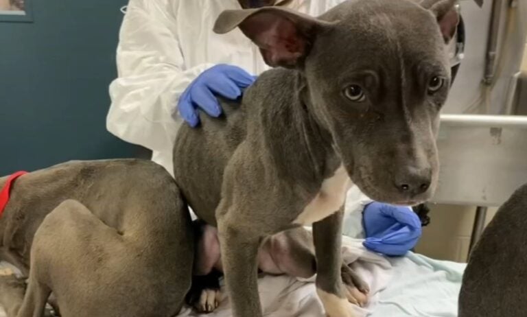 dogs being examined by a vet