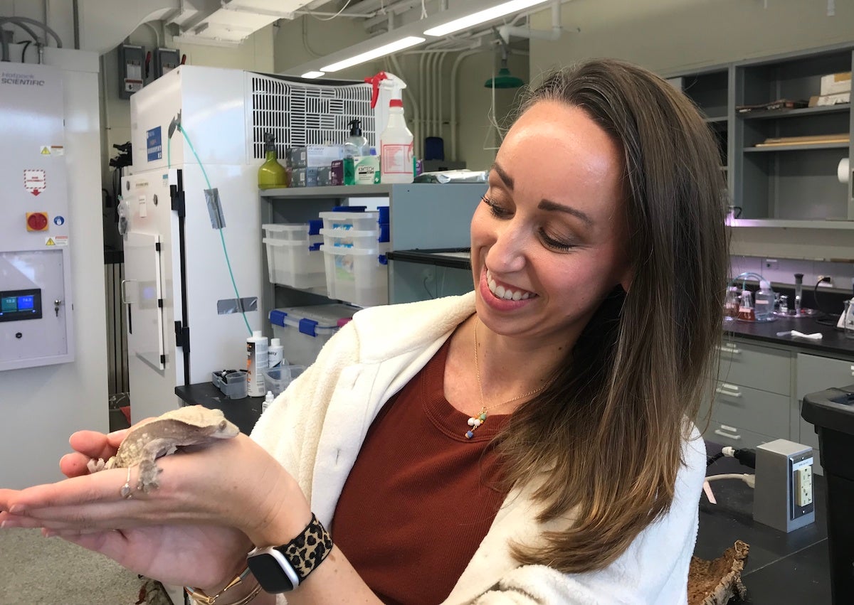 Biologist Alyssa Stark studies the adhesive abilities of geckos at Villanova University's Stark Lab. (Maiken Scott/ WHYY)